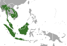 Malaiisches Schuppentier