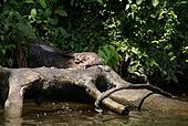 Lontra longicaudis