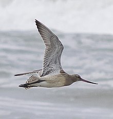 Bar-tailed godwit