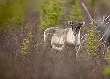 Boreal woodland caribou