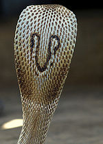 Kobra indyjska