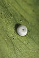 Silver-studded blue