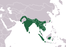 Indischer Kurznasenflughund