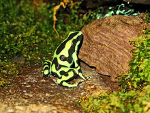 Dendrobates auratus