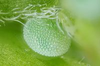 Green hairstreak