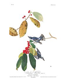 Cerulean warbler