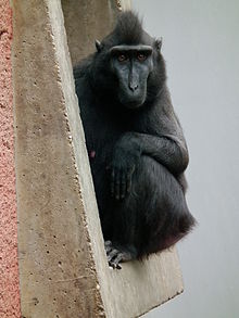 Macaca nigra