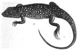 Lézard ocellé