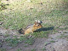 Chipmunk