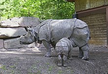 Javan (One-horned) Rhinoceros