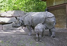 Rhinocéros de Java