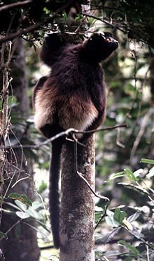 Milne-Edwards' sifaka