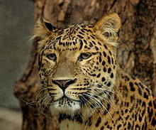 Northeast Asian leopard