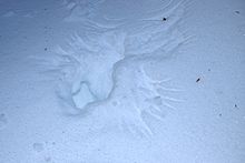 Ruffed grouse