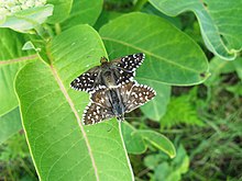 Grizzled skipper