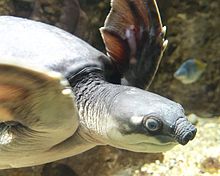 Pig-nosed turtle