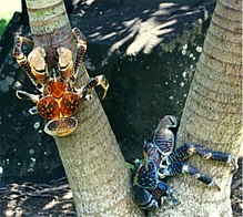 Krab palmowy