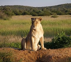 Lew afrykański