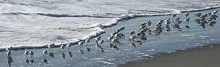 Sanderling