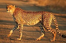 Southeast African cheetah