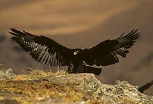 Verreaux's eagle