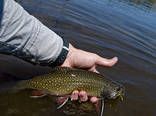 Brook trout