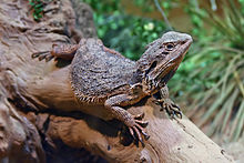 Pogona barbata