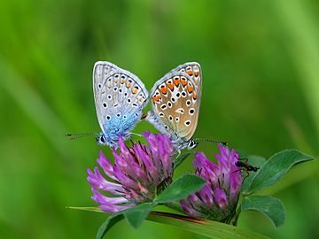 Common blue