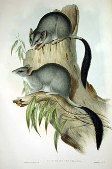Brush-tailed Phascogale, Tuan