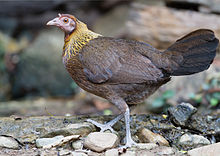 Red junglefowl