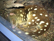 Eastern Quoll, Eastern Native Cat