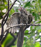 Asian koel