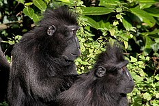 Celebes Black ape Macaque