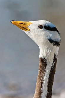 Bar-headed goose