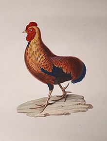 Coq de Lafayette