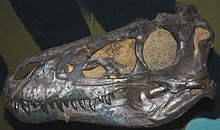 Specimens of Tyrannosaurus