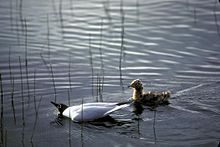 Bonaparte's gull