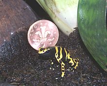 Yellow-banded Poison Frog