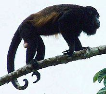 Mantled Howler Monkey