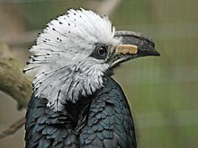 Weißschopf-Hornvogel
