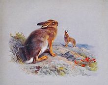 Eurasian Arctic (White, Mountain) Hare