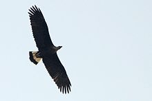 Pallas's fish eagle