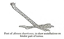 Greater hoopoe-lark