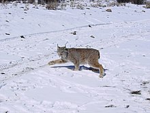 Canadian Lynx