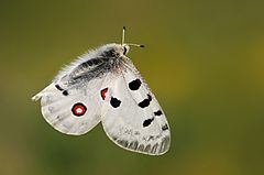 Apollo (butterfly)