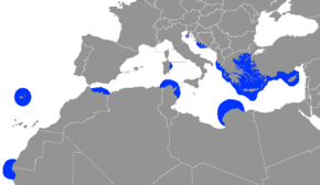Phoque moine de Méditerranée