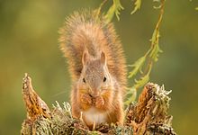 Eurasian Red (European Tree) Squirrel