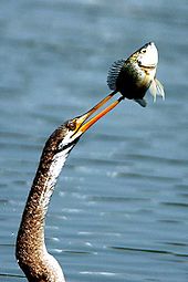 Indischer Schlangenhalsvogel