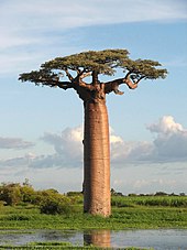 Baobab de Grandidier