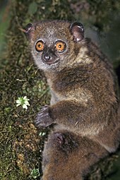 Small-footed Sportive Lemur